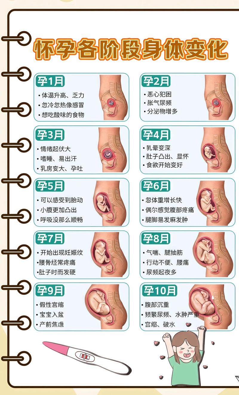 揭秘供卵代孕妈妈怀孕小腹分两节，孕期变化的奥秘沈阳代生机构: